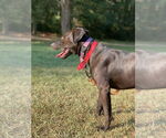Small #7 American Pit Bull Terrier-Labrador Retriever Mix