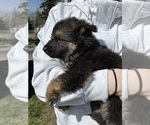 Small Photo #6 German Shepherd Dog Puppy For Sale in BELLINGHAM, WA, USA