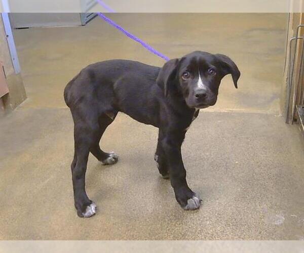 Medium Photo #1 Boxer-Unknown Mix Puppy For Sale in Sacramento, CA, USA