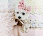 Small #17 Maltese