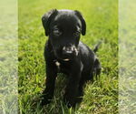 Small Photo #3  Puppy For Sale in , 