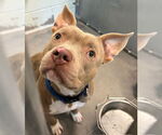 Small American Staffordshire Terrier Mix