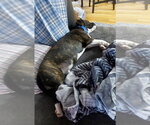 Small Photo #5 Boglen Terrier Puppy For Sale in Omaha, NE, USA