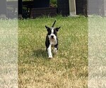 Small Photo #5 Boston Terrier Puppy For Sale in MONTVILLE, OH, USA
