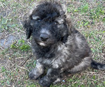 Small Photo #4 Aussiedoodle Puppy For Sale in JACKSONVILLE, NC, USA