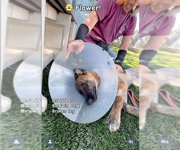 Medium Photo #2 Mutt Puppy For Sale in Pasadena, CA, USA