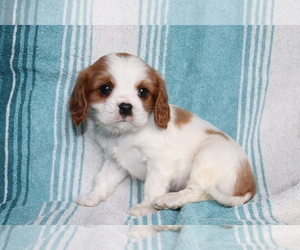 Cavalier King Charles Spaniel Puppy for sale in SHILOH, OH, USA