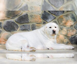 Mother of the Labrador Retriever puppies born on 08/06/2025