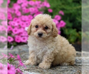 Bichpoo Puppy for Sale in GORDONVILLE, Pennsylvania USA