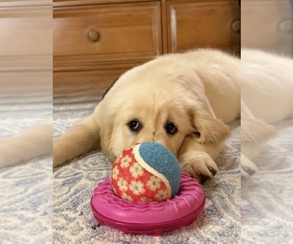 Medium Photo #3 English Cream Golden Retriever Puppy For Sale in DAWSONVILLE, GA, USA