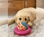 Small #2 English Cream Golden Retriever