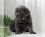 Small Photo #3 Cane Corso Puppy For Sale in LANCASTER, PA, USA