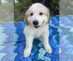 Small #3 Great Pyrenees