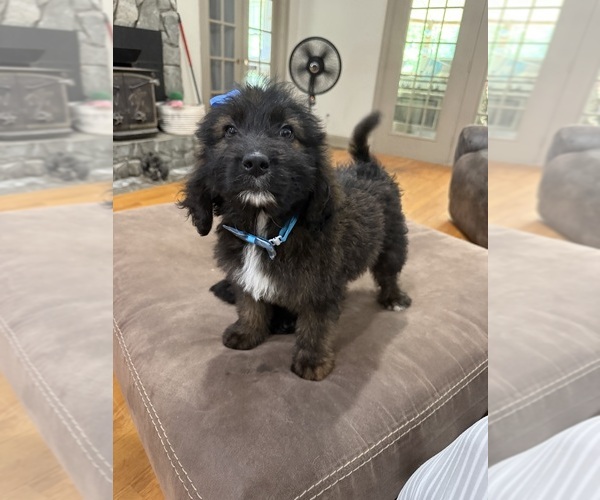 Medium Photo #17 Saint Berdoodle Puppy For Sale in DINWIDDIE, VA, USA