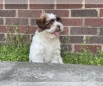 Small Photo #5 Shih Tzu Puppy For Sale in DETROIT, MI, USA