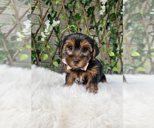 Yorkshire Terrier Puppy for sale in INDIANAPOLIS, IN, USA