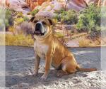 Small Mutt