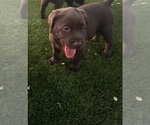 Small #12 Labrador Retriever