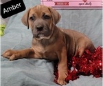 Small Photo #10 Cane Corso Puppy For Sale in POMEROY, OH, USA