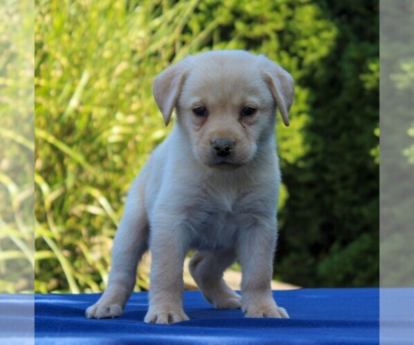 Medium Photo #3 Labrador Retriever Puppy For Sale in GORDONVILLE, PA, USA