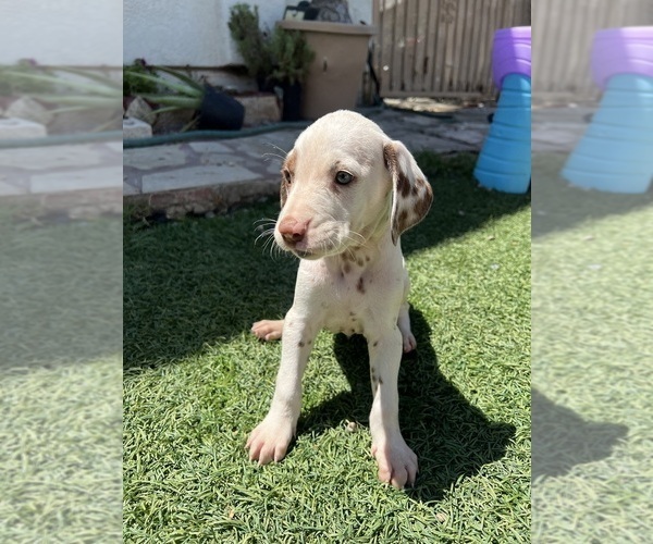 Medium Photo #3 Dalmatian Puppy For Sale in LA PUENTE, CA, USA