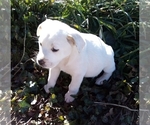 Small Photo #69 American Pit Bull Terrier-Labrador Retriever Mix Puppy For Sale in MOORESBORO, NC, USA