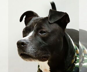 Mutt Dogs for adoption in Sanford, FL, USA