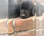Small #2 Labrador Retriever