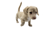 Small Photo #21 Dachshund Puppy For Sale in BALLWIN, MO, USA