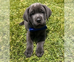 Medium Labrador Retriever