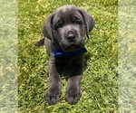 Puppy Puppy 3 Labrador Retriever
