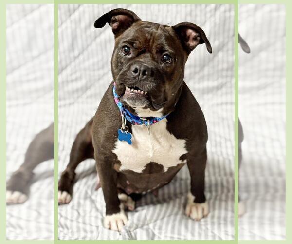 Medium Photo #2 Bulldog-Unknown Mix Puppy For Sale in Spring Lake, NJ, USA