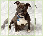 Small #1 Bulldog Mix