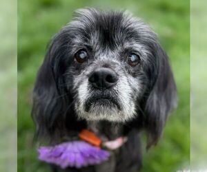 Cocker Spaniel-Unknown Mix Dogs for adoption in Arlington, VA, USA