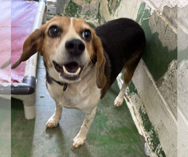 Medium Photo #2 Beagle Puppy For Sale in Rustburg, VA, USA