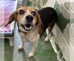 Small #1 Beagle