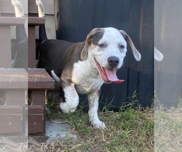Medium Photo #2 American Pit Bull Terrier-Unknown Mix Puppy For Sale in Holly Springs, NC, USA
