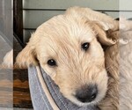 Small Photo #5 Goldendoodle Puppy For Sale in PECK, KS, USA