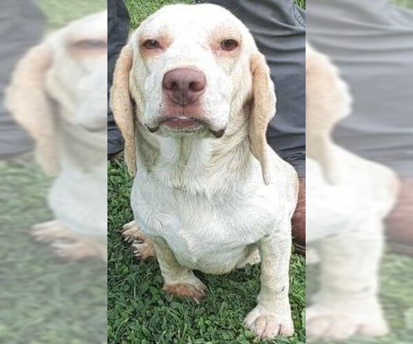 Medium Photo #10 Beagle Puppy For Sale in Dunnellon, FL, USA