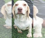 Small #9 Beagle