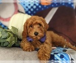 Small Photo #8 Cavapoo Puppy For Sale in STEVENS, PA, USA