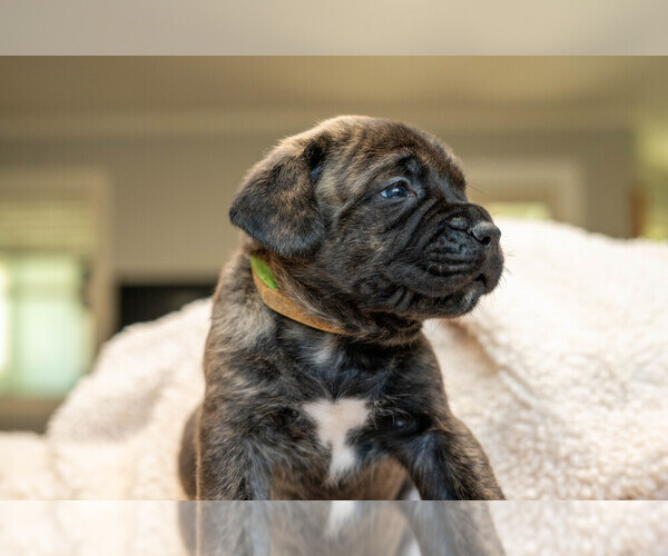 Medium Photo #6 Mastiff Puppy For Sale in WOODSTOCK, GA, USA