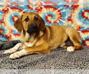 Great Pyrenees-Unknown Mix Dogs for adoption in Talladega, AL, USA