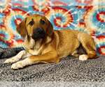 Small Great Pyrenees Mix