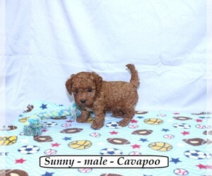 French Bulldog Puppy for sale in CLARKRANGE, TN, USA
