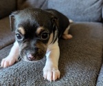 Puppy Moon pie Chiweenie