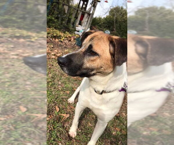 Medium Photo #4 Mutt Puppy For Sale in Woodbury, NY, USA