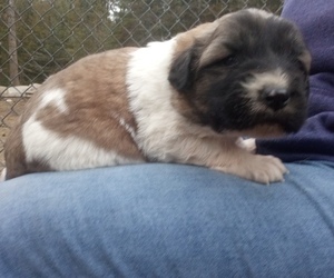 Newfoundland-Saint Bernard Mix Puppy for sale in COLVILLE, WA, USA
