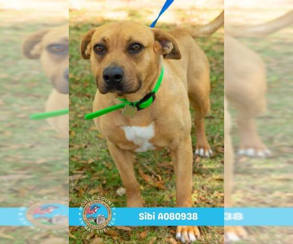 Medium Photo #2 Black Mouth Cur-Unknown Mix Puppy For Sale in Mobile, AL, USA