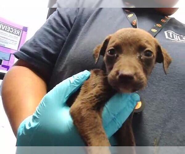Medium Photo #1 Labrador Retriever-Unknown Mix Puppy For Sale in Tulsa, OK, USA